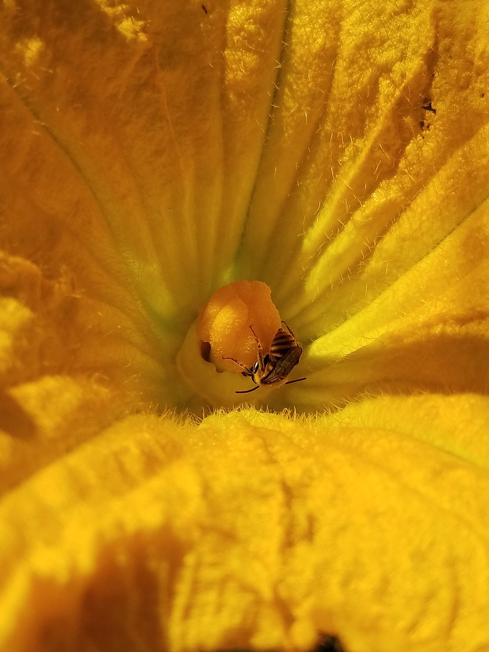 Medaus Bitė, Gėlė, Žiedas, Sodas, Valgomieji, Nemokamos Nuotraukos,  Nemokama Licenzija