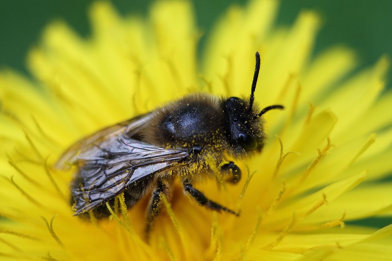 Medaus Bitė, Bičių, Makro, Vabzdys, Žiedadulkės, Apdulkinimas, Skrydžio Vabzdys, Europinė Medus Bitė, Medus, Geltona