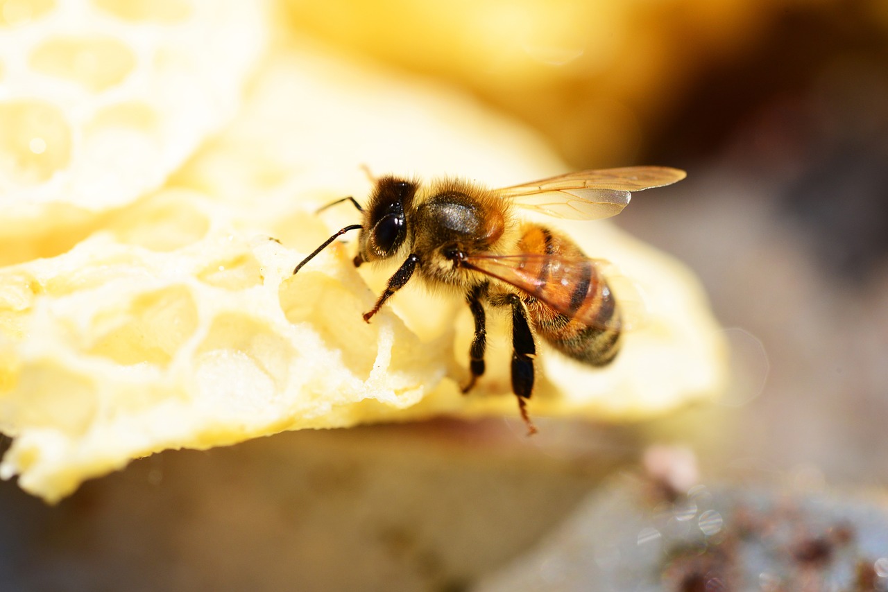 Medaus Bitė, Buckfast, Vabzdys, Medus, Bičių, Bičių Darbuotojas, Sparnai, Juostelės, Nemokamos Nuotraukos,  Nemokama Licenzija