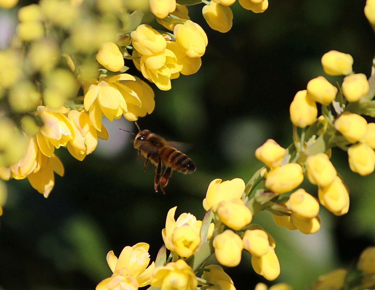 Medaus Bitė, Skraidantis, Geltonos Gėlės, Eilutė, Nektaras, Išplistų, Buzz, Nemokamos Nuotraukos,  Nemokama Licenzija