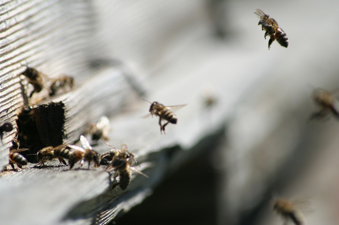 Medus Bitės, Bičių, Vabzdys, Medaus Bitė, Ruda, Avilys, Nemokamos Nuotraukos,  Nemokama Licenzija