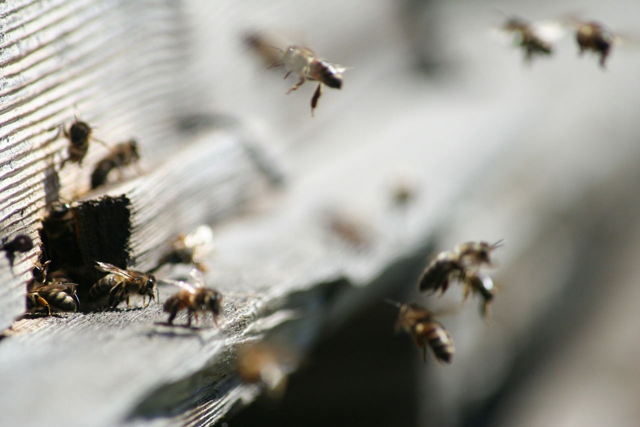 Medus Bitės, Bičių, Vabzdys, Medaus Bitė, Ruda, Avilys, Nemokamos Nuotraukos,  Nemokama Licenzija