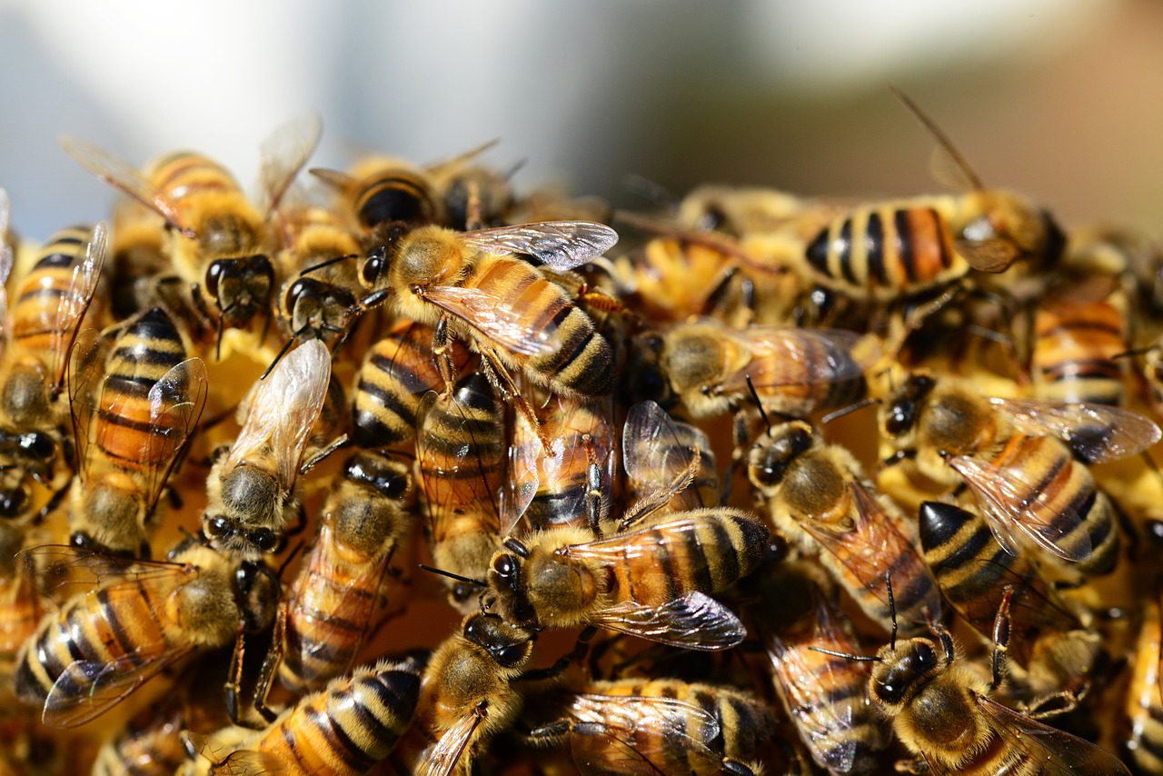 Medus Bitės, Avilys, Medus, Bitės, Bičių Bukas, Vabzdžiai, Sparnai, Juostelės, Auksinis, Rėmas