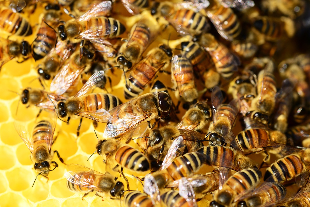 Medus Bitės, Avilys, Medus, Bitės, Bičių Bukas, Vabzdžiai, Sparnai, Juostelės, Auksinis, Avilys