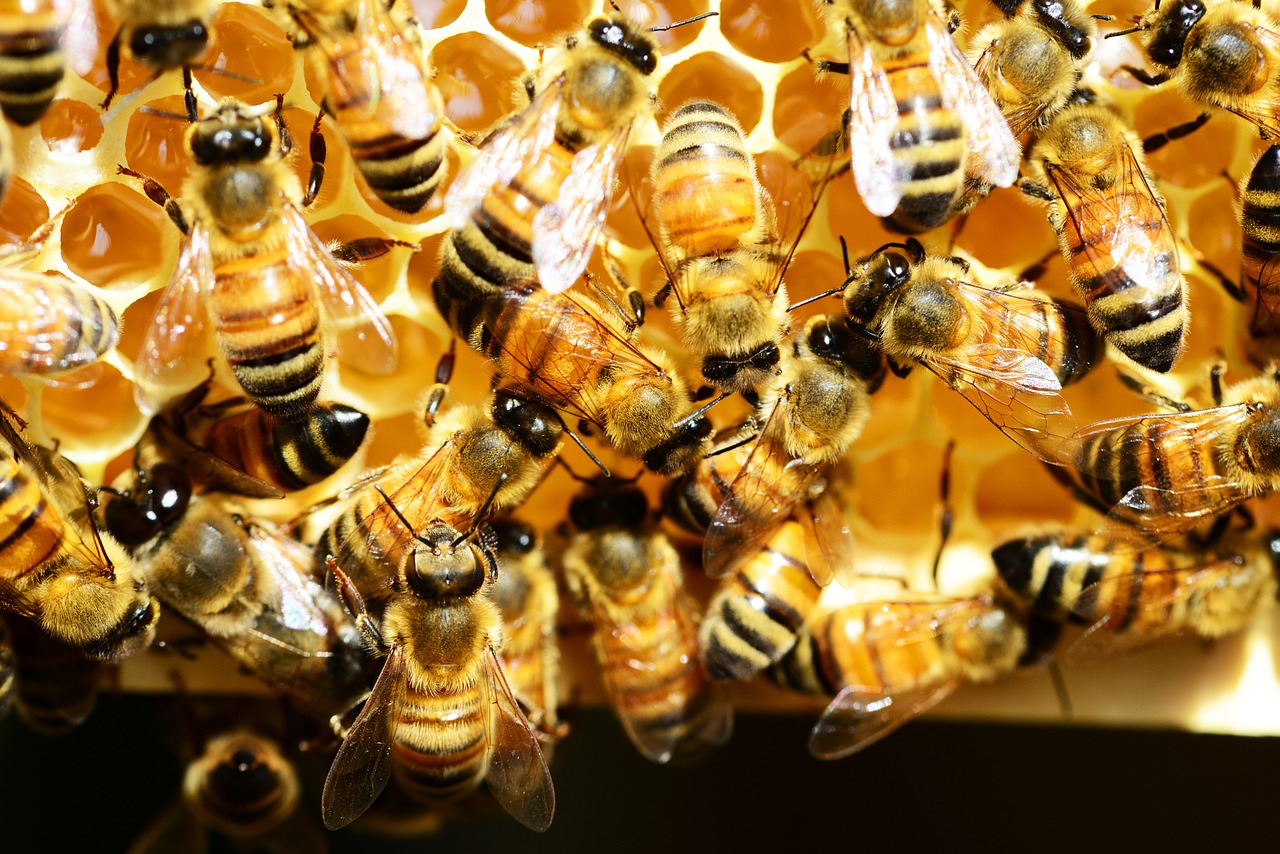 Medus Bitės, Medaus Šukos, Bitės, Vabzdžiai, Aukso Nektaras, Buckfast, Avilys, Darbuotojai, Iš Arti, Makro