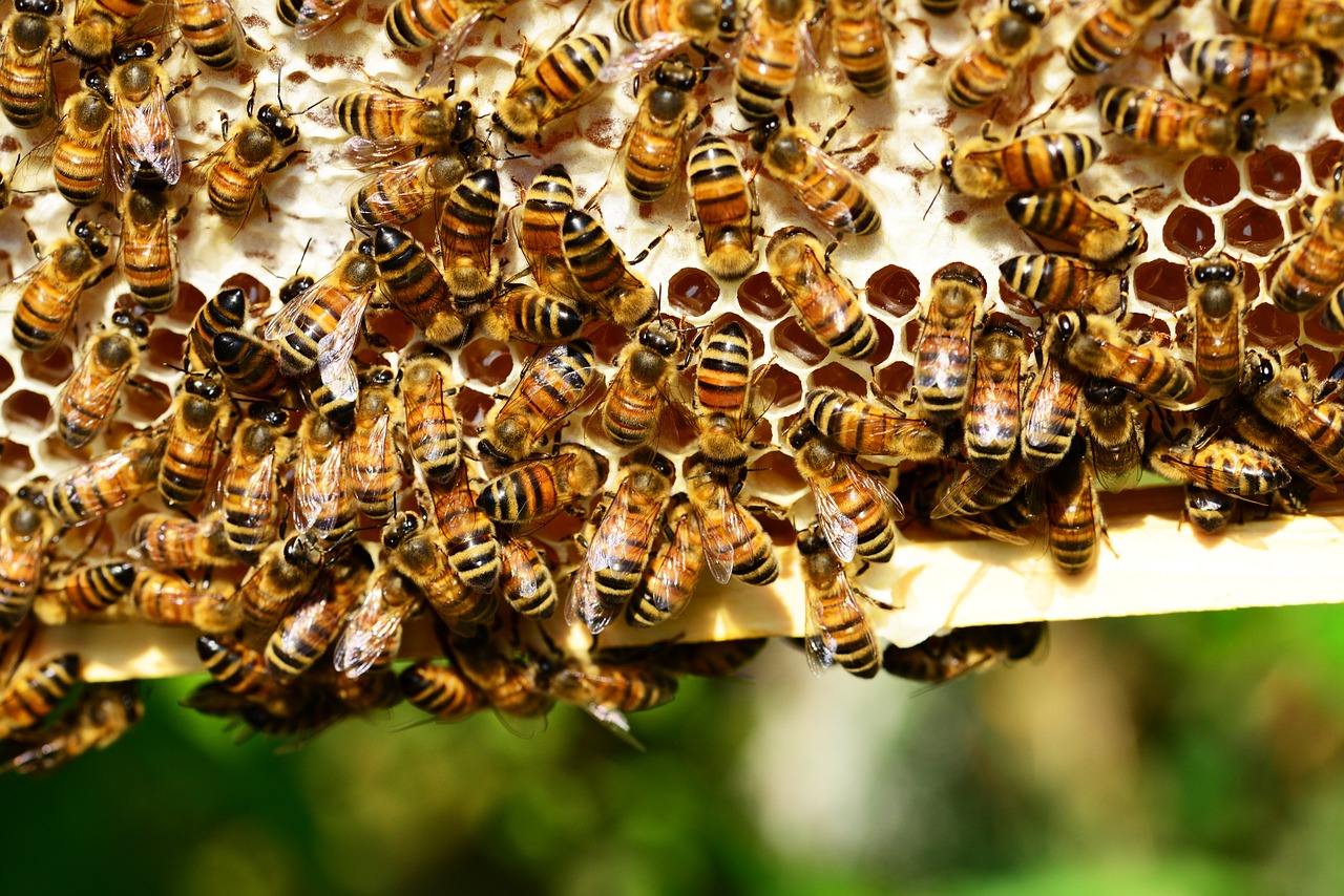 Medus Bitės, Bitės, Avilys, Bičių Avilys, Vabzdžiai, Geltona, Juostelės, Medaus Uždanga, Šukavimas, Darbo Bičių