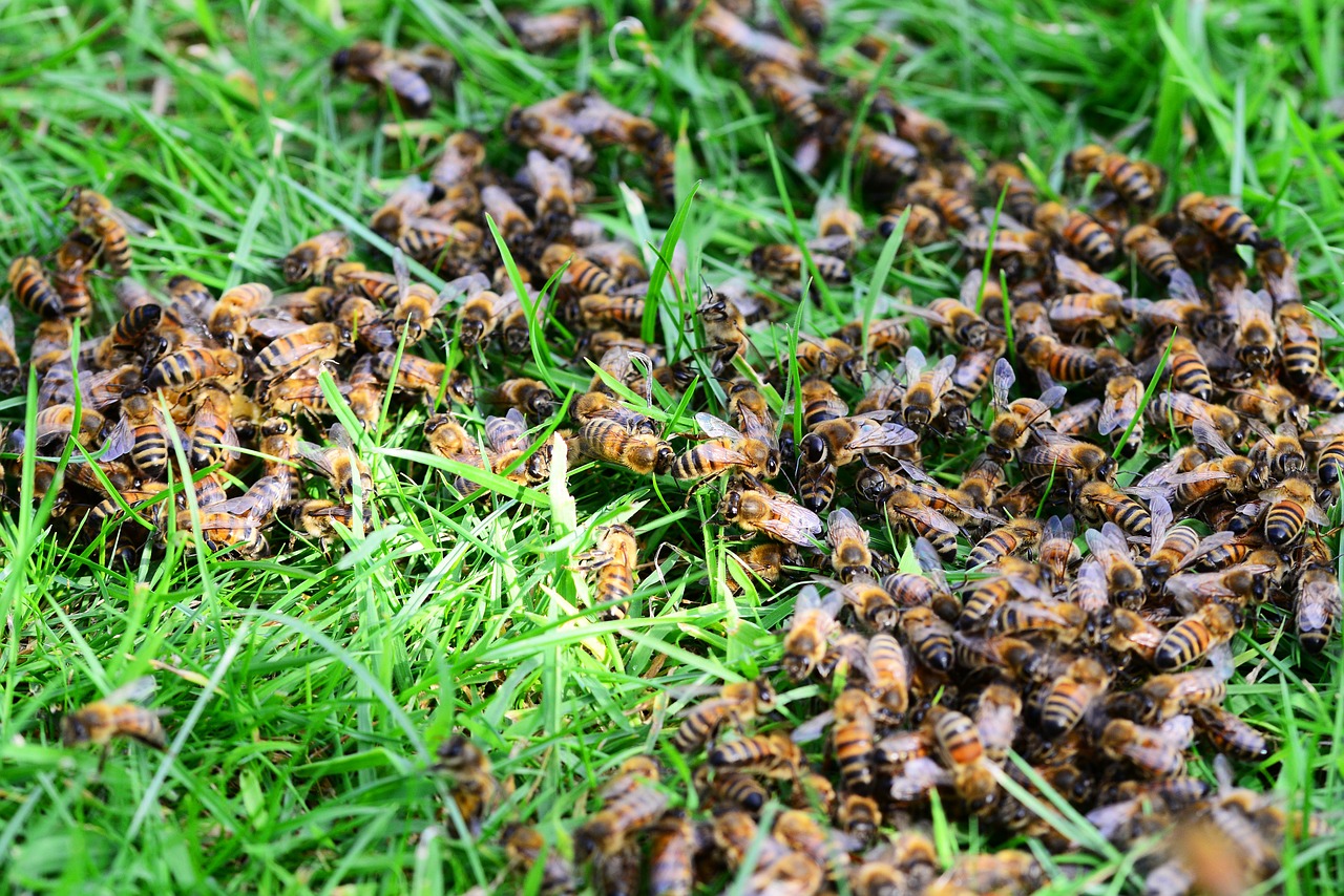 Medus Bitės, Bitės, Žolė, Veja, Iš Arti, Daug, Avilys, Vabzdžiai, Nemokamos Nuotraukos,  Nemokama Licenzija