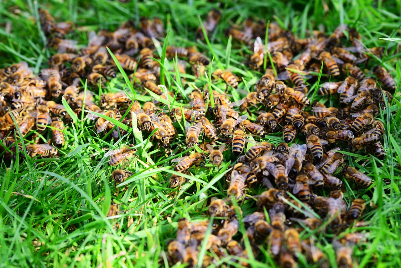 Medus Bitės, Vabzdžiai, Bitės, Žolė, Veja, Iš Arti, Avilys, Nemokamos Nuotraukos,  Nemokama Licenzija