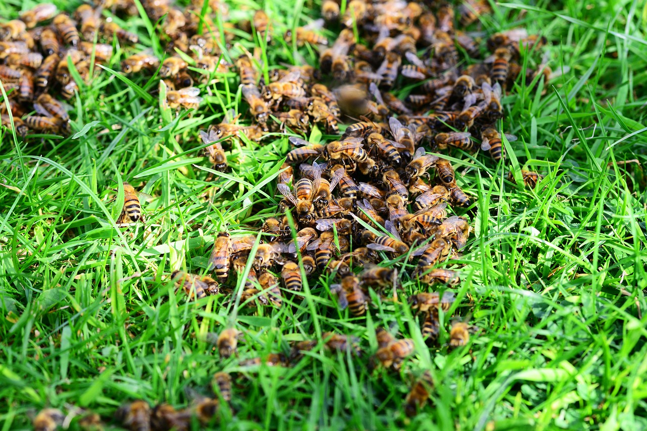 Medus Bitės, Bitės, Žolė, Veja, Iš Arti, Daug, Avilys, Vabzdžiai, Nemokamos Nuotraukos,  Nemokama Licenzija