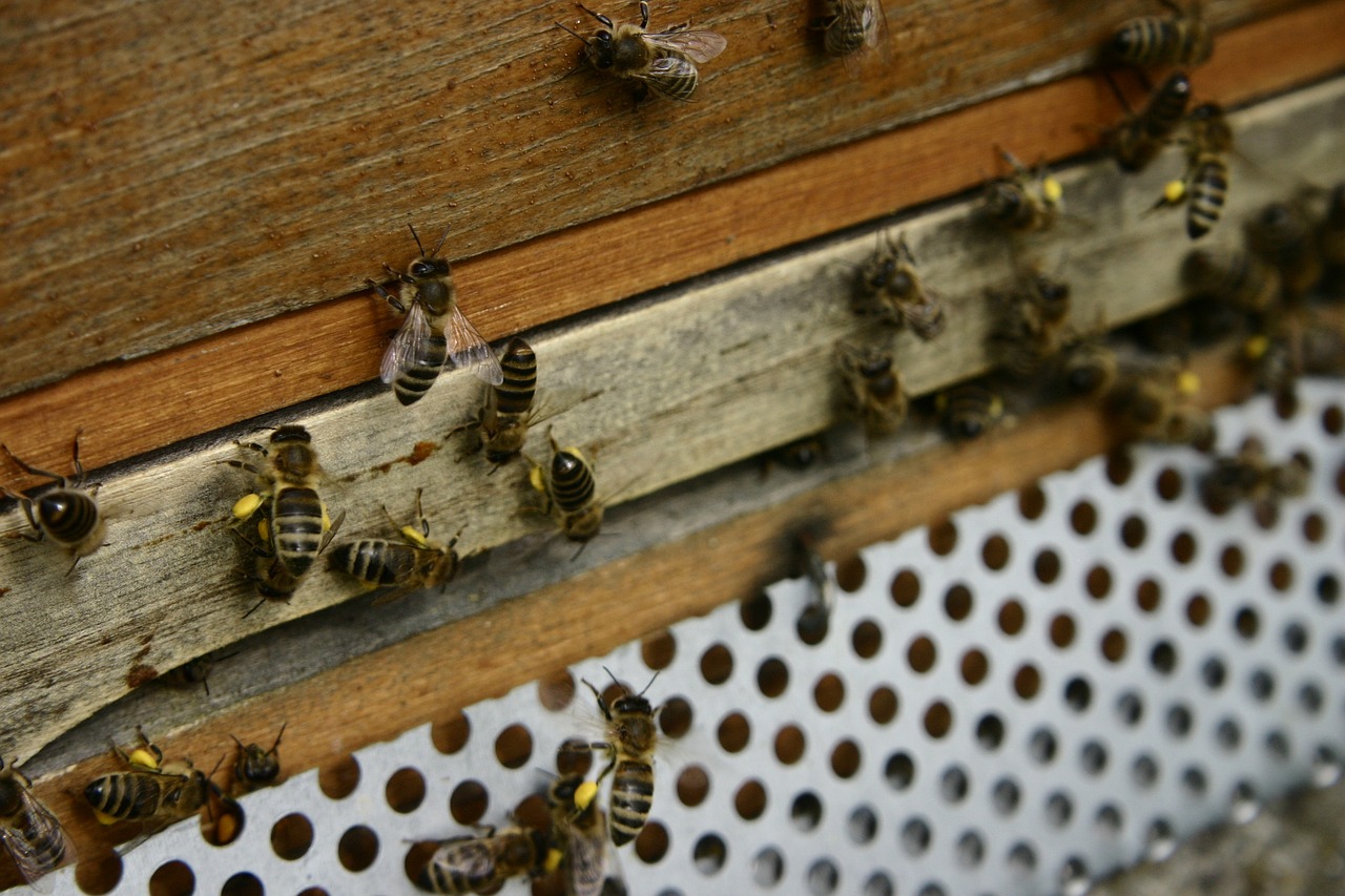 Medus Bitės, Žiedadulkės, Žiedadulkių Kelnaitės, Bitės, Bitininkystė, Oro Skylė, Korio Rupiniai, Avilys, Avilys, Carnica