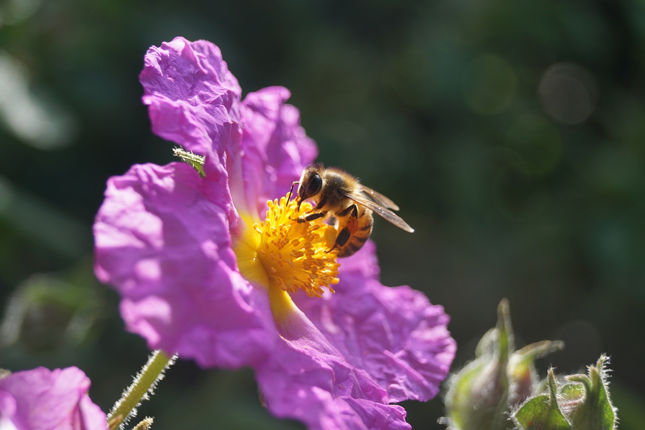 Medaus Bitė, Gėlė, Nektaras, Žiedadulkės, Apdulkinimas, Nemokamos Nuotraukos,  Nemokama Licenzija