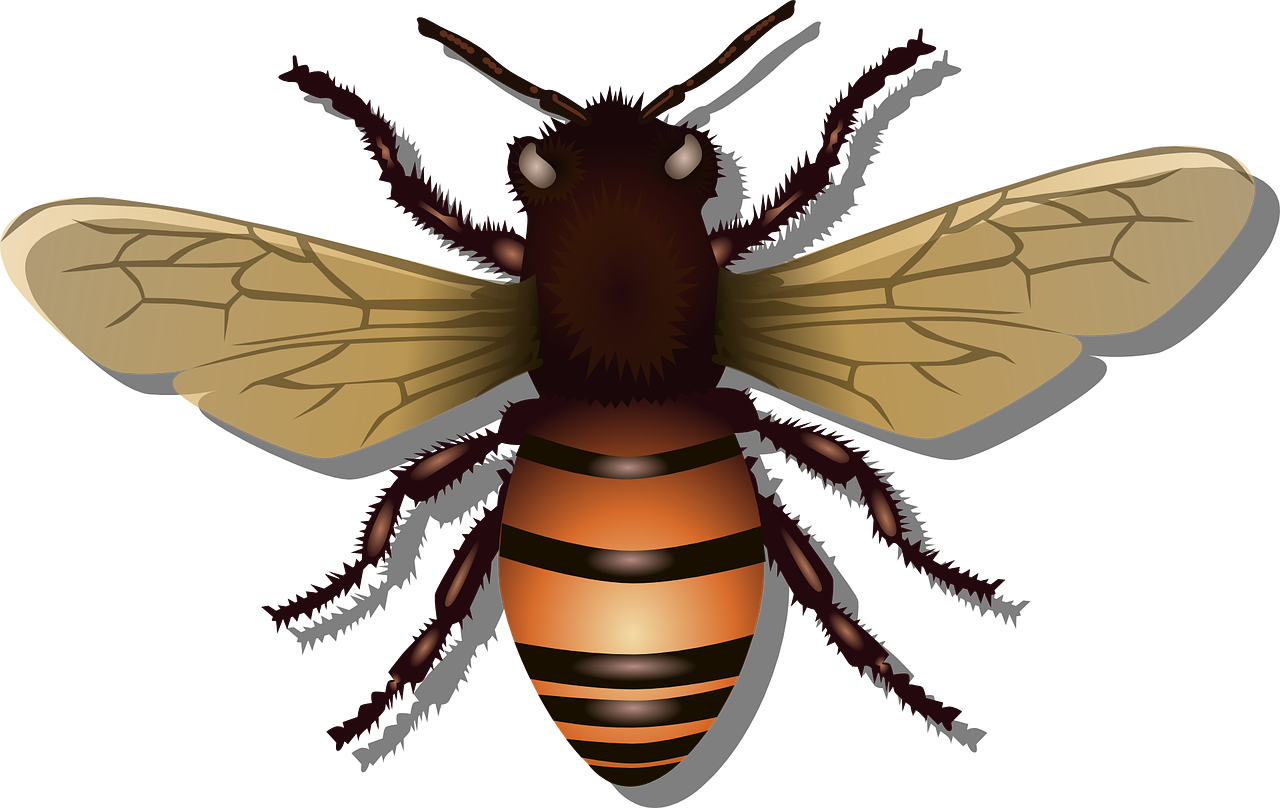 Medaus Bitė, Bičių, Vabzdys, Skristi, Medus, Gamta, Avilys, Klaida, Bitininkystė, Bitininkas