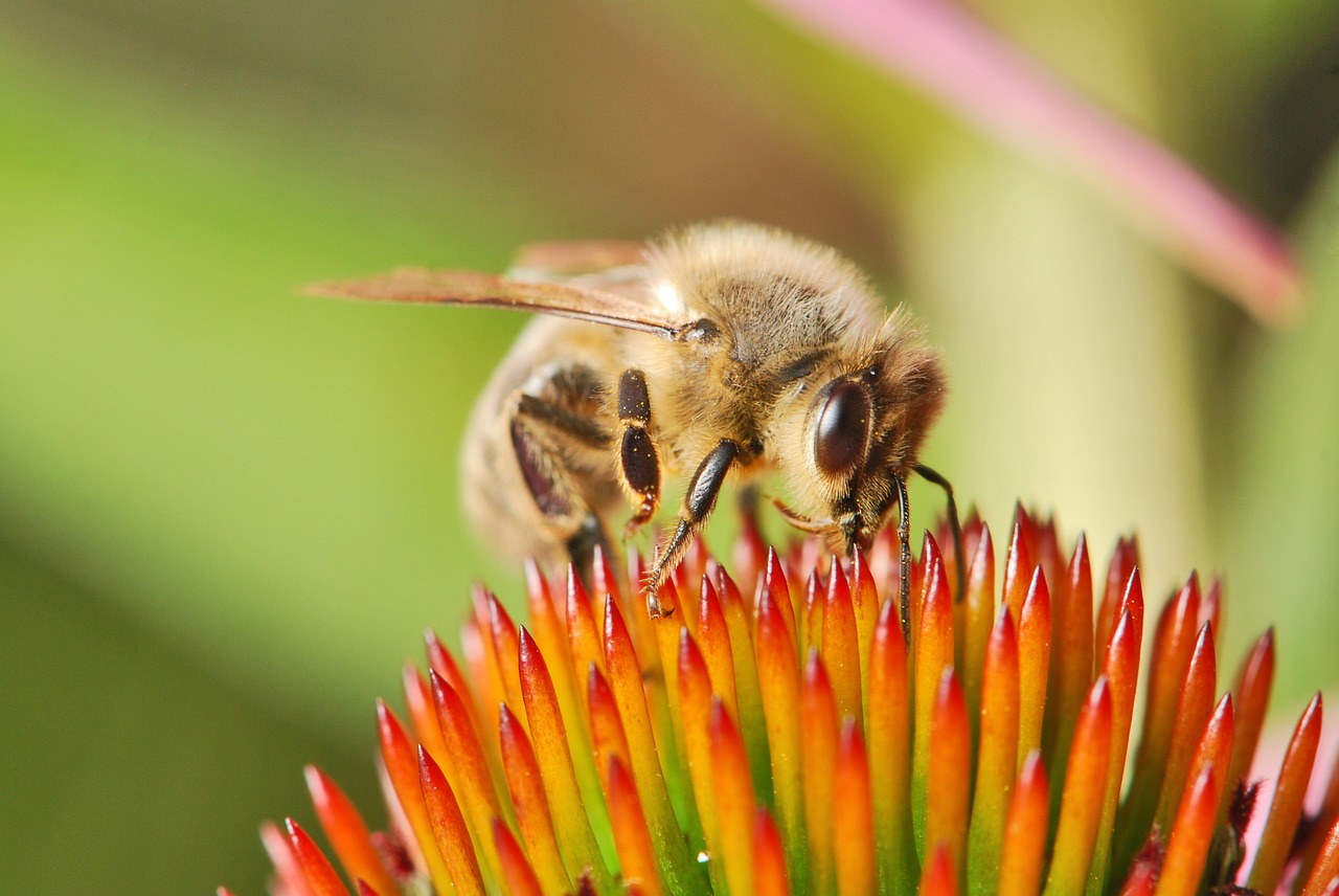 Medaus Bitė, Europietis, Vakarų, Moteris, Darbuotojas, Apis Mellifera Carnica, Uždaryti, Makro, Vabzdys, Bičių