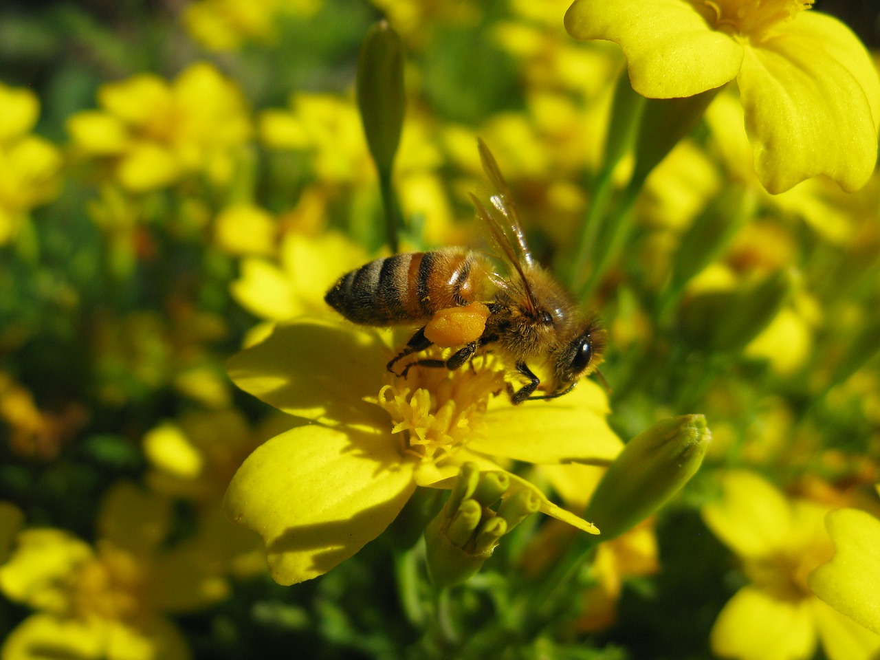 Medaus Bitė, Apis Mellifera, Geltona, Gėlė, Nemokamos Nuotraukos,  Nemokama Licenzija