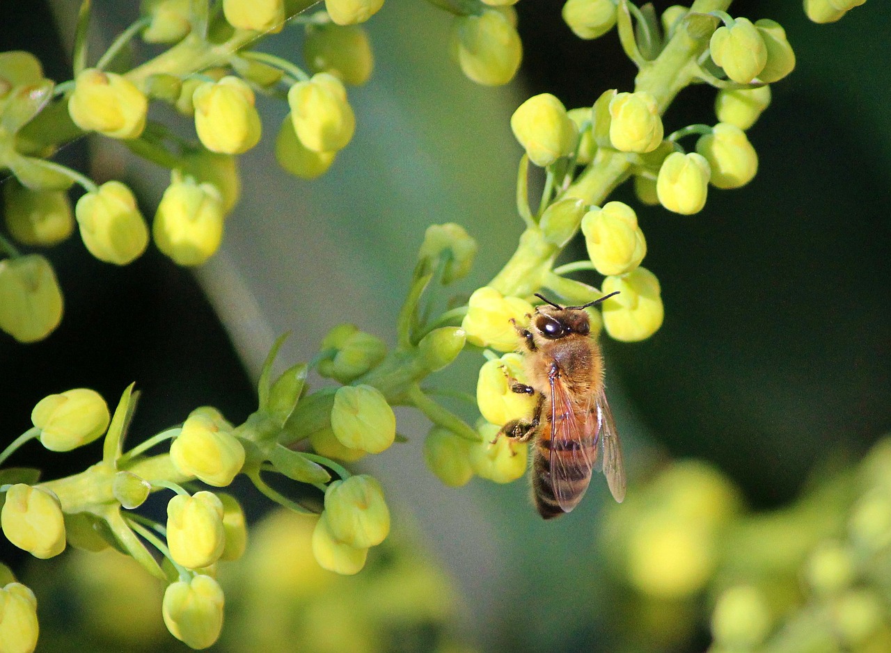Medaus Bitė, Mahonia Gėlės, Išplistų, Šerti, Buzz, Bičių, Kamanė, Vabzdys, Medus, Skristi