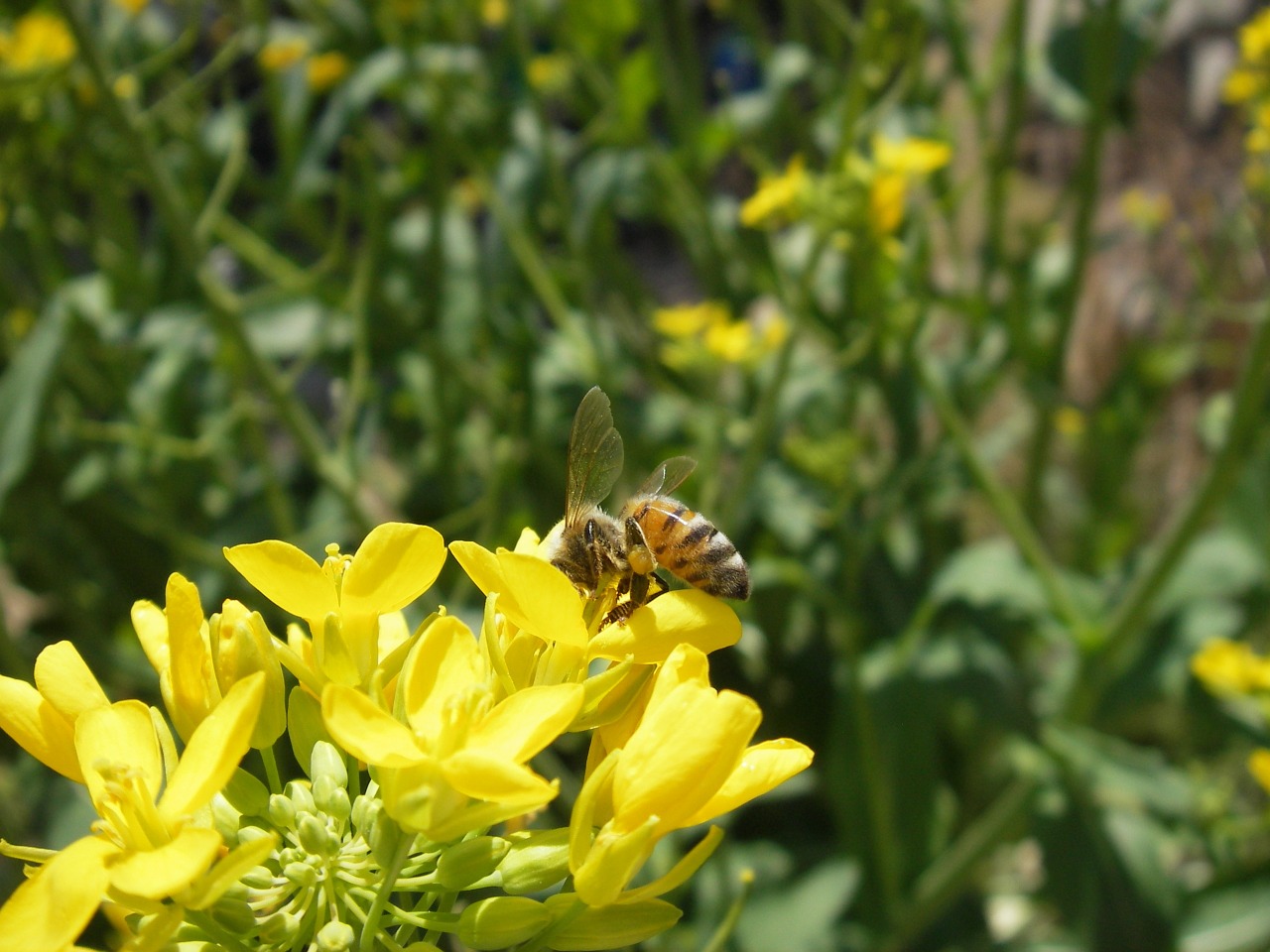 Medaus Bitė, Bičių, Rapsų Žiedai, Apis Mellifera, Pavasaris, Nemokamos Nuotraukos,  Nemokama Licenzija