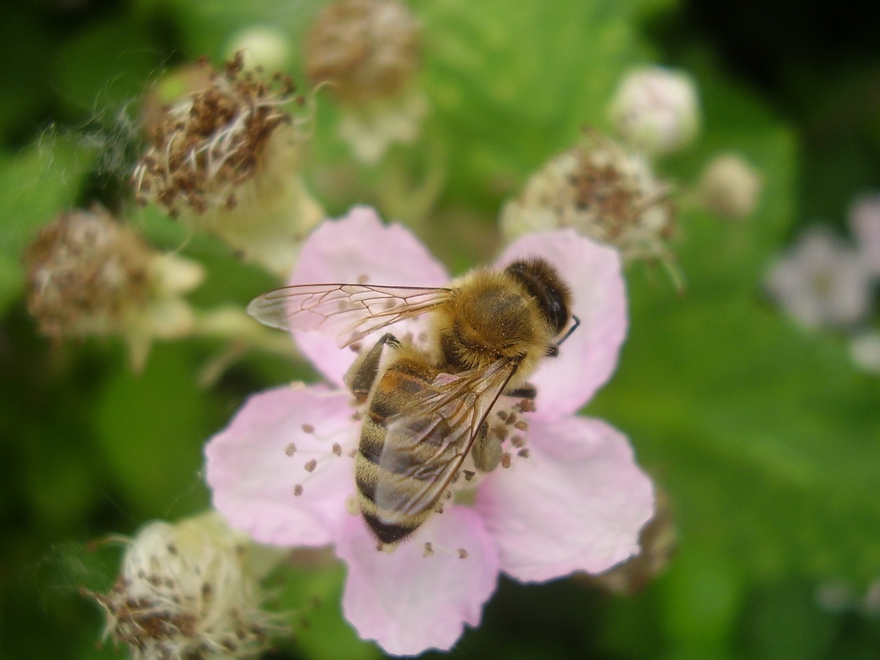 Medaus Bitė, Apdulkintojas, Vabzdys, Balta, Rubus Fruticosus, Uogų Krūmas, Klaida, Gėlės, Apdulkinimas, Bičių