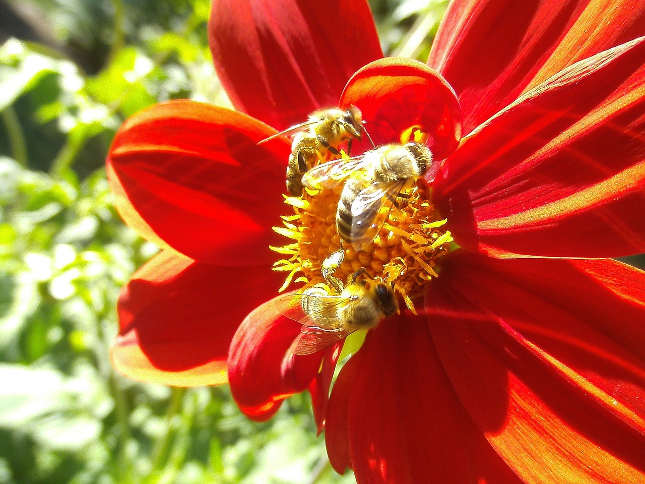 Medaus Bitė, Apdulkintojas, Vabzdys, Gėlė, Dahlia, Klaida, Apdulkinimas, Bičių, Gamta, Laukinė Gamta