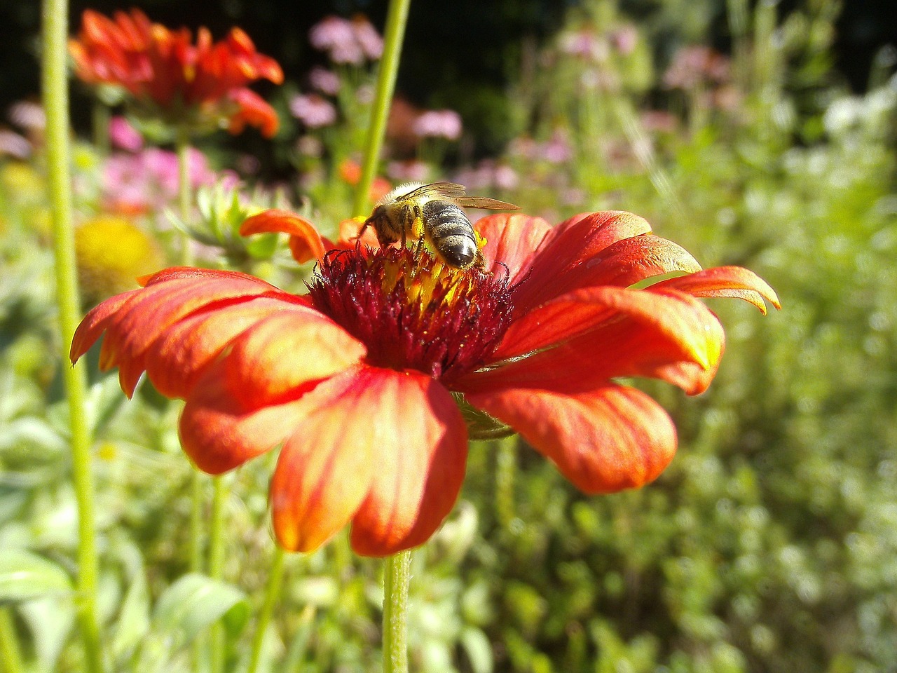 Medaus Bitė, Apdulkintojas, Vabzdys, Gėlė, Dahlia, Klaida, Apdulkinimas, Bičių, Gamta, Laukinė Gamta