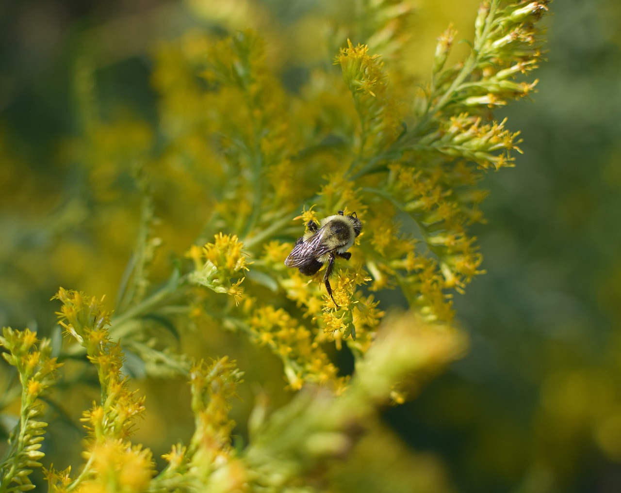 Naminis Berniukas Aukso Aliejuje, Bičių, Vabzdys, Apdulkintojas, Gyvūnas, Goldenrod, Gėlė, Žiedas, Žydėti, Augalas