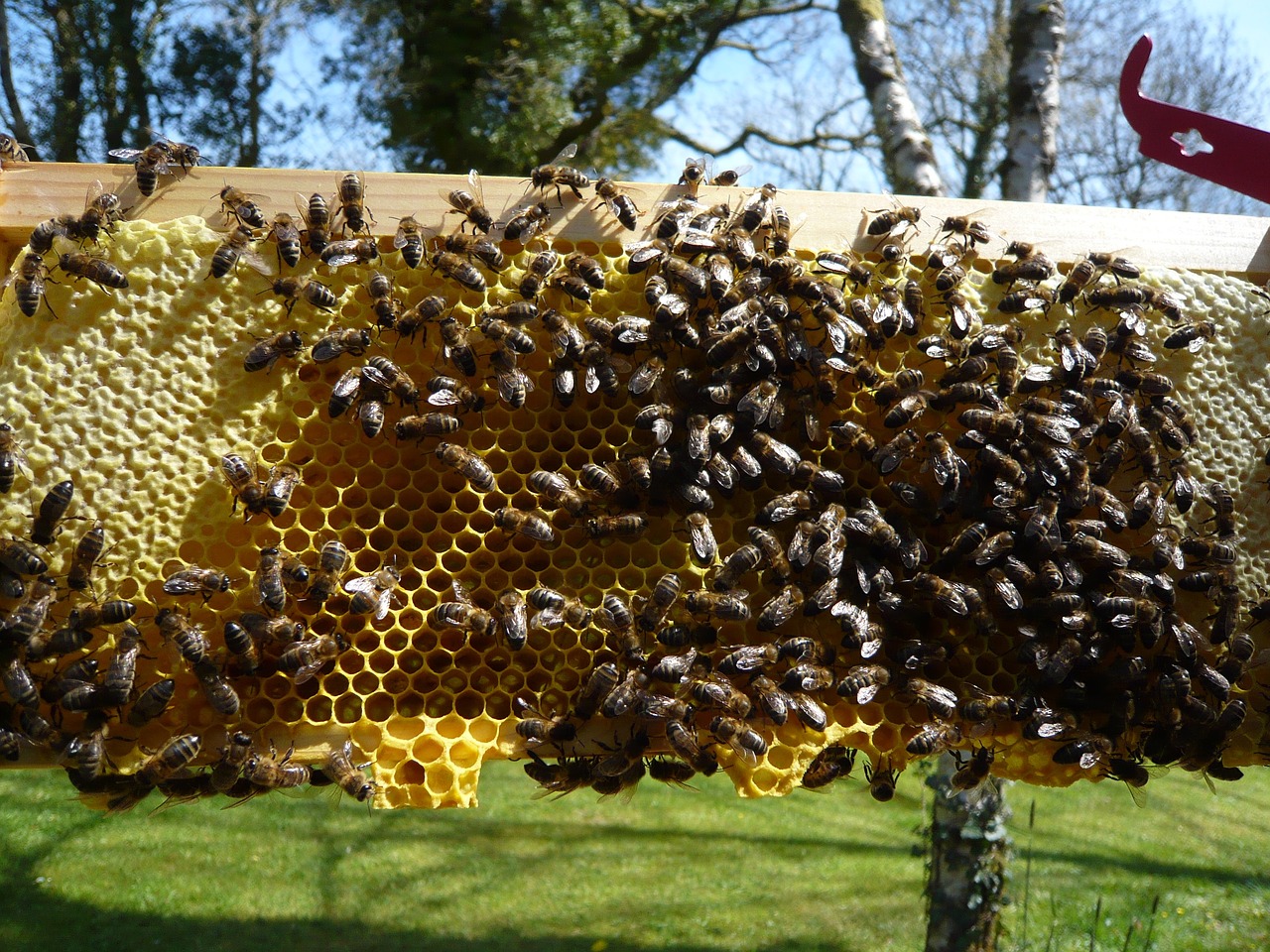 Medus Bitės, Korio Rupiniai, Medus, Bičių, Bitininkystė, Gamta, Bityna, Vaškas, Ląstelė, Nemokamos Nuotraukos