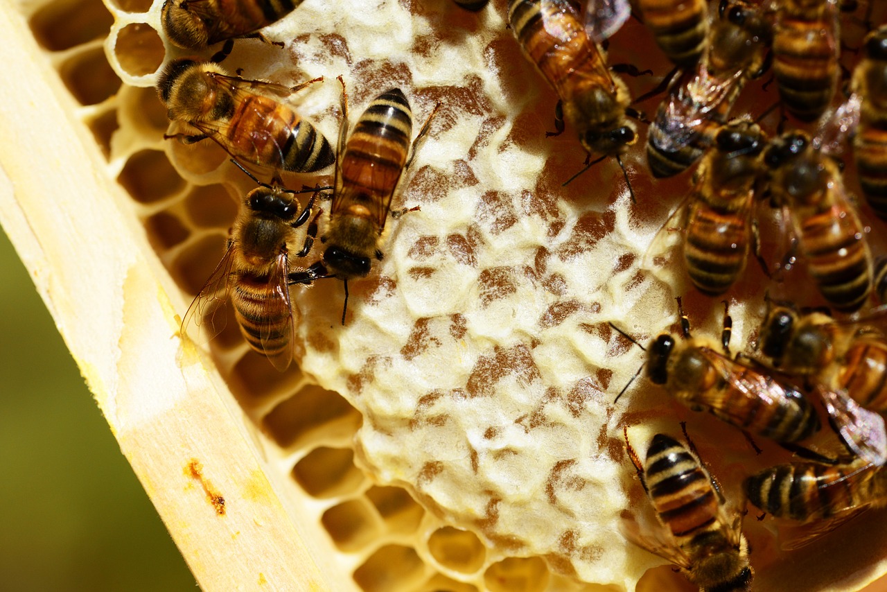 Honeycombes, Bitės, Medus, Medus Bitės, Korio Rupiniai, Buckfast Bitės, Šukos, Avilys, Avilys, Auksinis