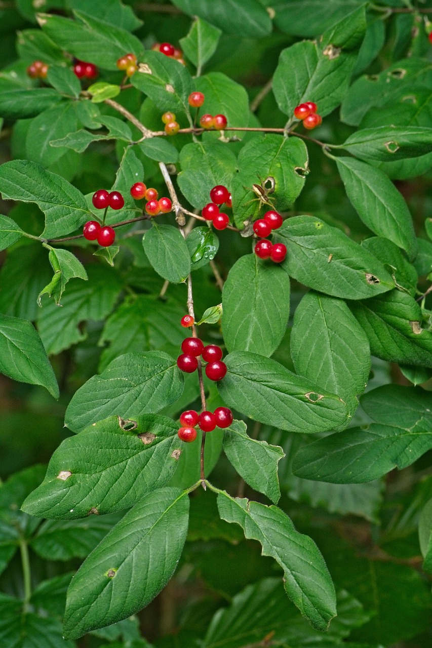 Sausmedis,  Paprastasis Sausmedis,  Vaisiai,  Augalų,  Geissblatt Gewaechs,  Krūmas,  Lonicera,  Evergreen,  Laukinių Augimo,  Vyšnios