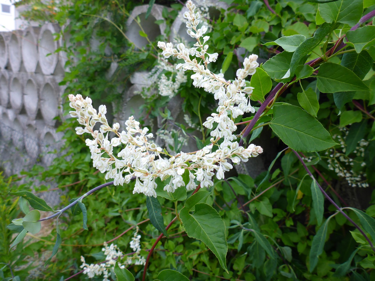 Sausmedis, Žiedas, Žydėti, Balta, Periwinkle, Augalas, Alpinistas, Dekoratyvinis Augalas, Išnaudoti, Kiek Galima