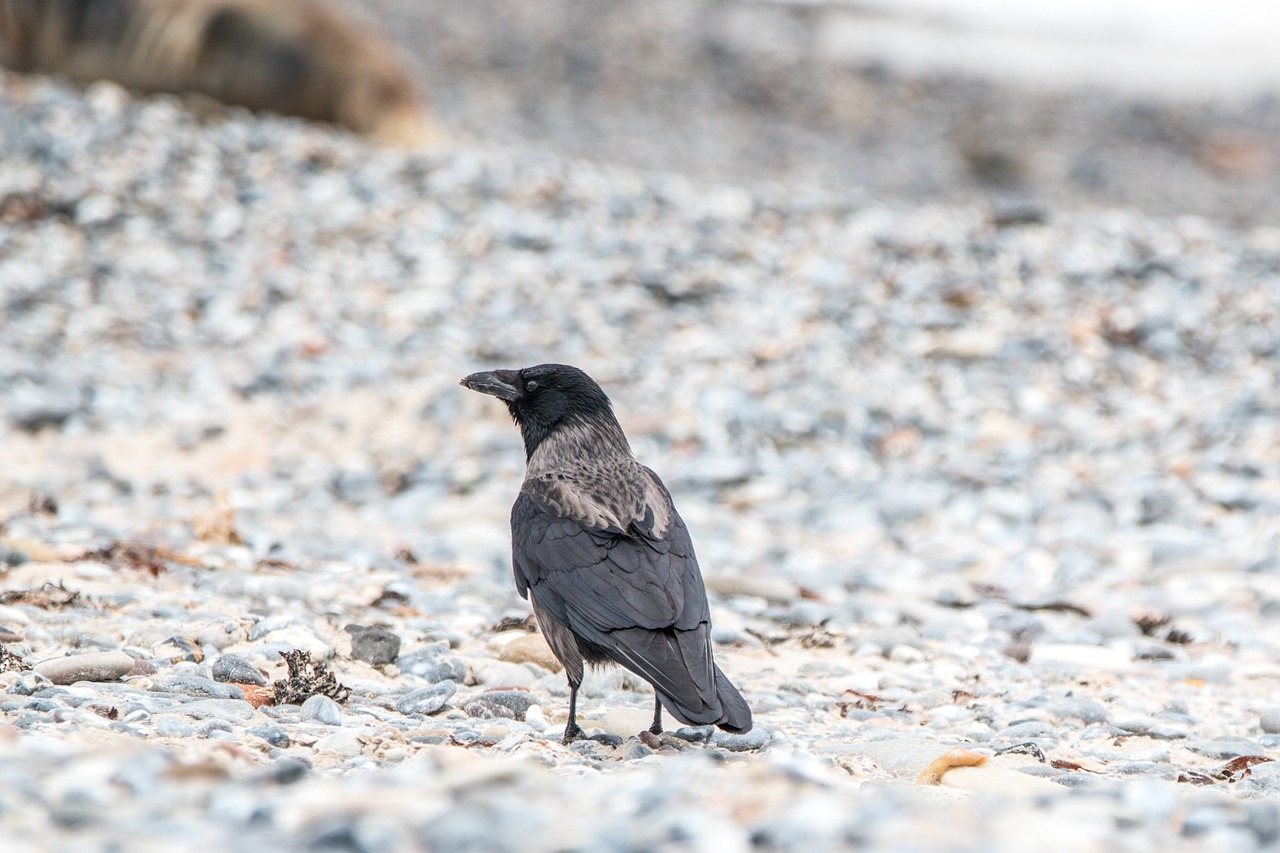 Gaubtinės Varnos,  Paukštis,  Varnas Paukštis,  Varna,  Plumėjimas,  Gyvūnas,  Carrion Varna,  Skristi,  Kranto,  Gamta