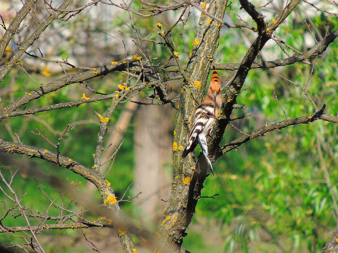 Kupolas, Paukštis, Fauna, Nemokamos Nuotraukos,  Nemokama Licenzija