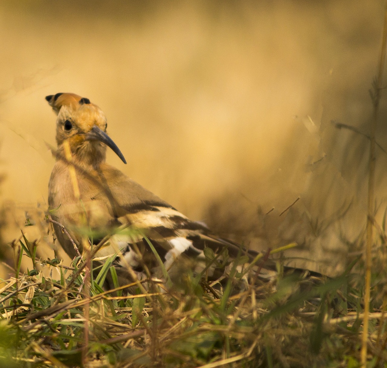 Kupolas, Paukštis, Gamta, Plunksna, Lauke, Birding, Miškas, Laukiniai, Nemokamos Nuotraukos,  Nemokama Licenzija