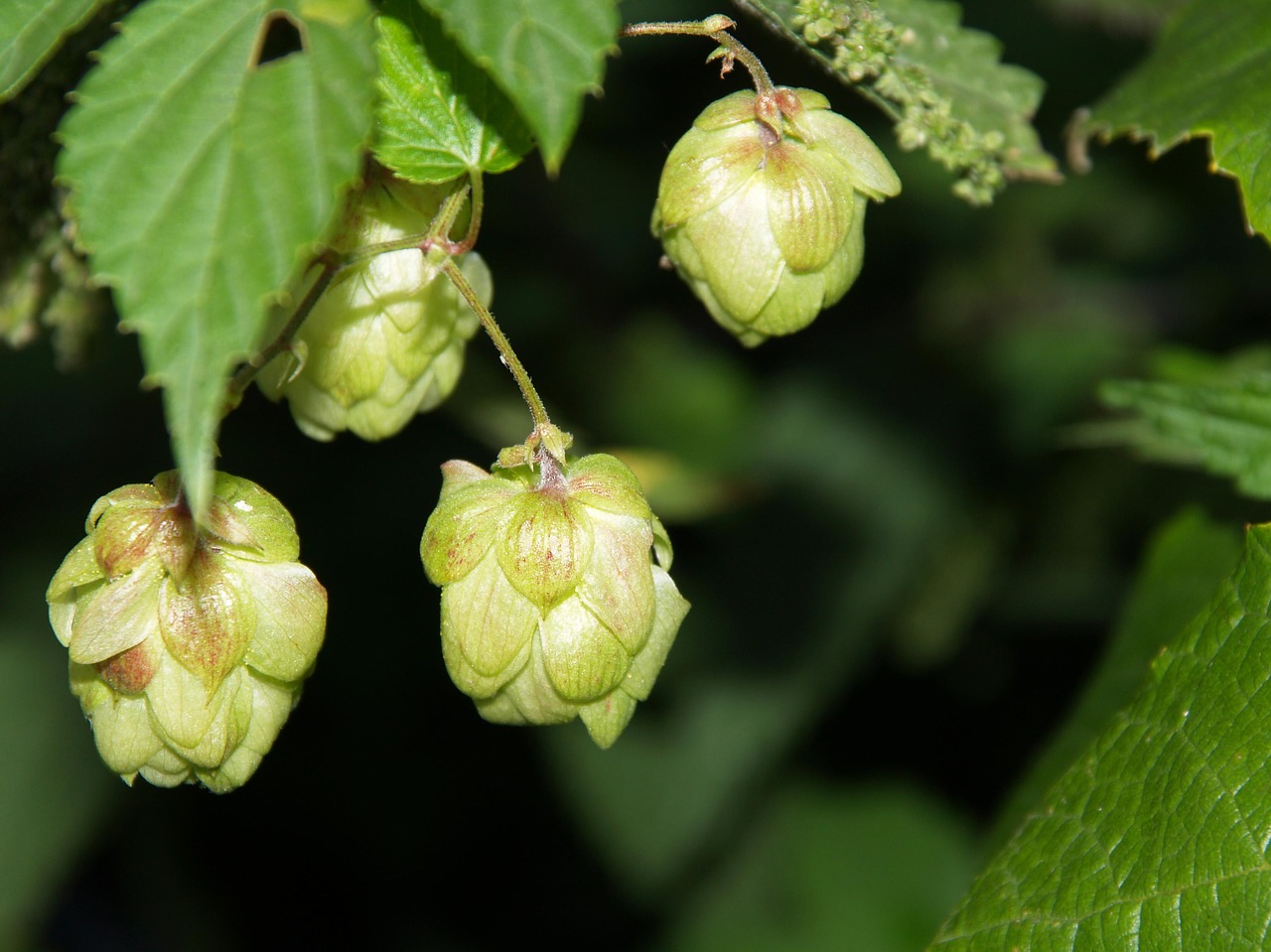 Hop, Apynių Spurgai, Sodas, Vasara, Augalas, Nemokamos Nuotraukos,  Nemokama Licenzija