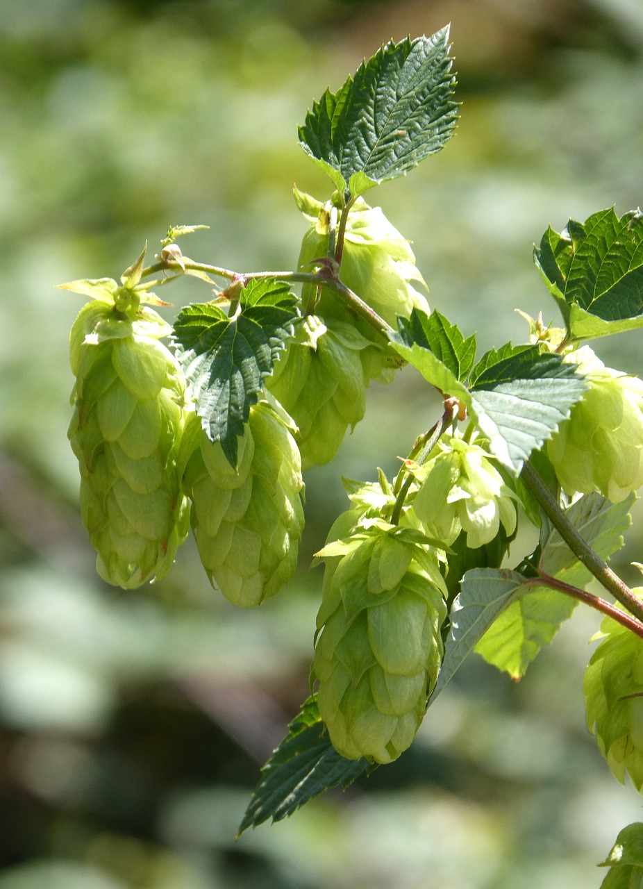 Hop, Apyniai Laukiniai, Apynių Gėlė, Alus, Nemokamos Nuotraukos,  Nemokama Licenzija