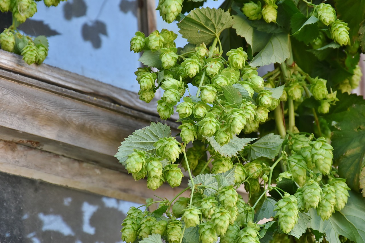 Apynių Derlius, Apynių Vynuogynai, Umbel, Apyniai, Derlius, Išsiveržti, Apynių Sodas, Holledau, Hallertau, Bavarija