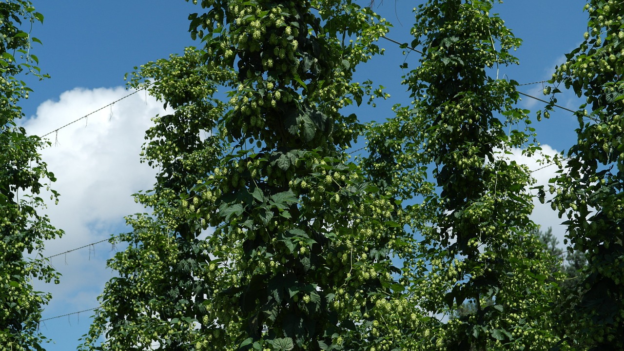 Apynių Vynuogynai, Apyniai, Apynių Sodas, Holledau, Hallertau, Bavarija, Užvirinti, Alus, Žalias, Hopfendolde