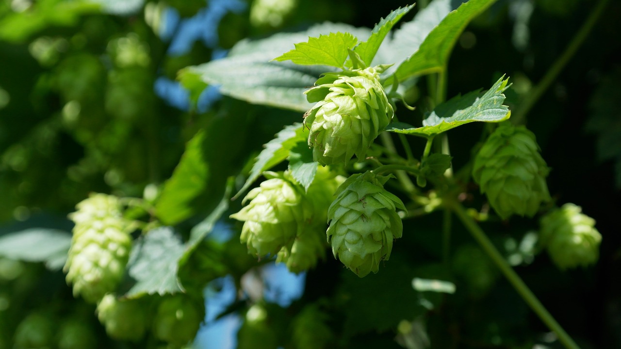 Apynių Vynuogynai, Apyniai, Apynių Sodas, Holledau, Hallertau, Bavarija, Užvirinti, Alus, Žalias, Hopfendolde