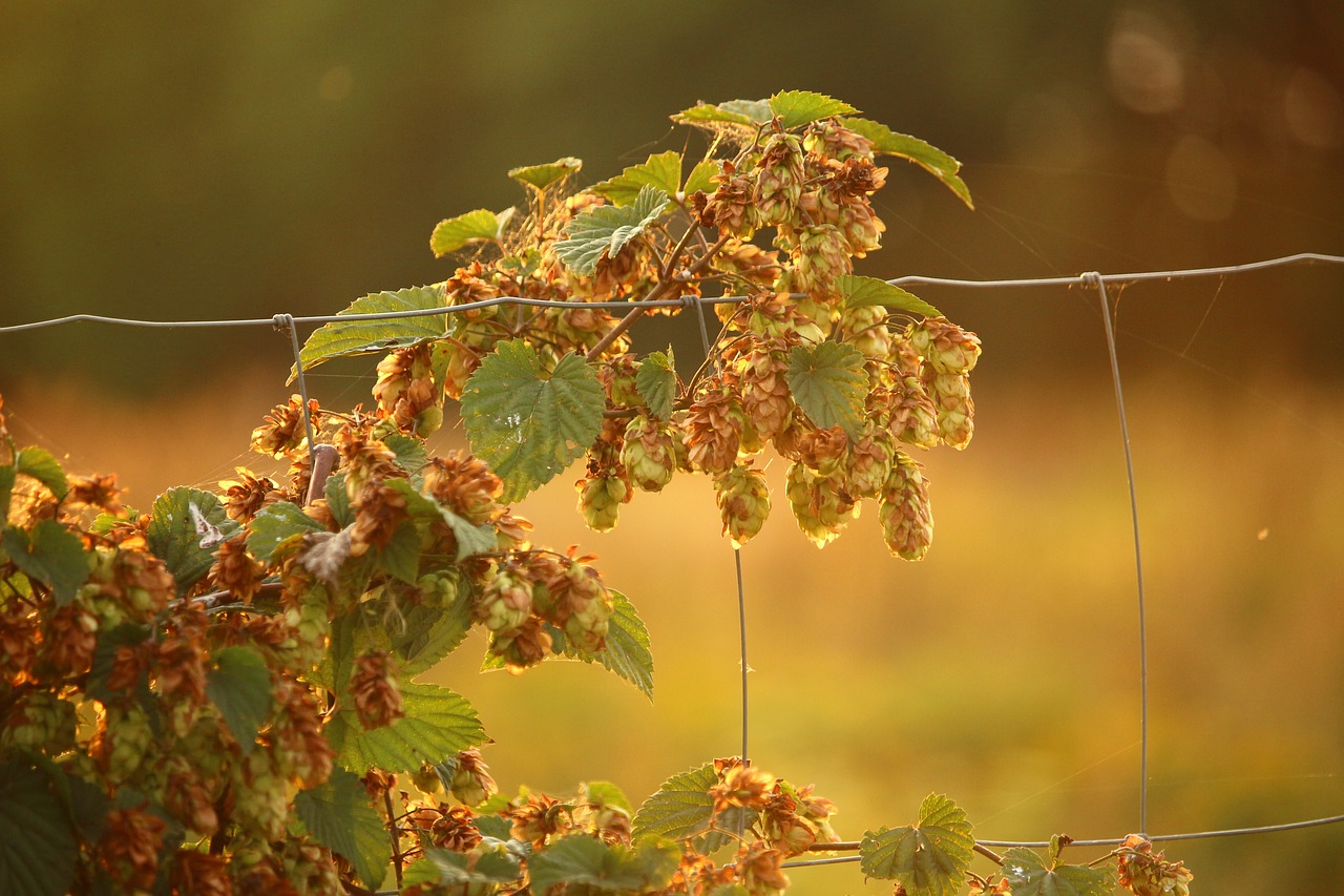 Apyniai, Augalas, Umbel, Apynių Vaisiai, Alpinistas, Hopfendolde, Humulus, Apynių Vynuogynai, Humulus Lupulus, Tikrieji Apyniai