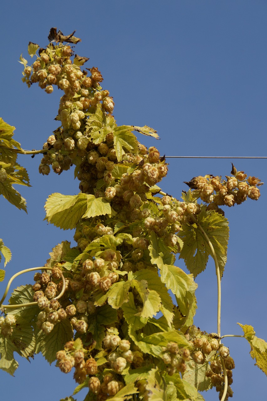 Apyniai, Apynių Vaisiai, Umbel, Tikrieji Apyniai, Alaus Alaus Gamyba, Alpinistas, Hopfendolde, Ruduo, Nemokamos Nuotraukos,  Nemokama Licenzija