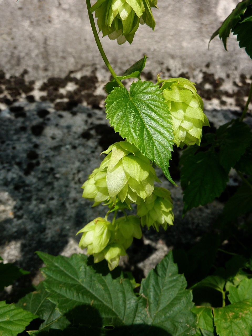 Apyniai, Alus, Žalias, Bavarija, Užvirinti, Umbel, Augalas, Hopfendolde, Apynių Vaisiai, Gamta