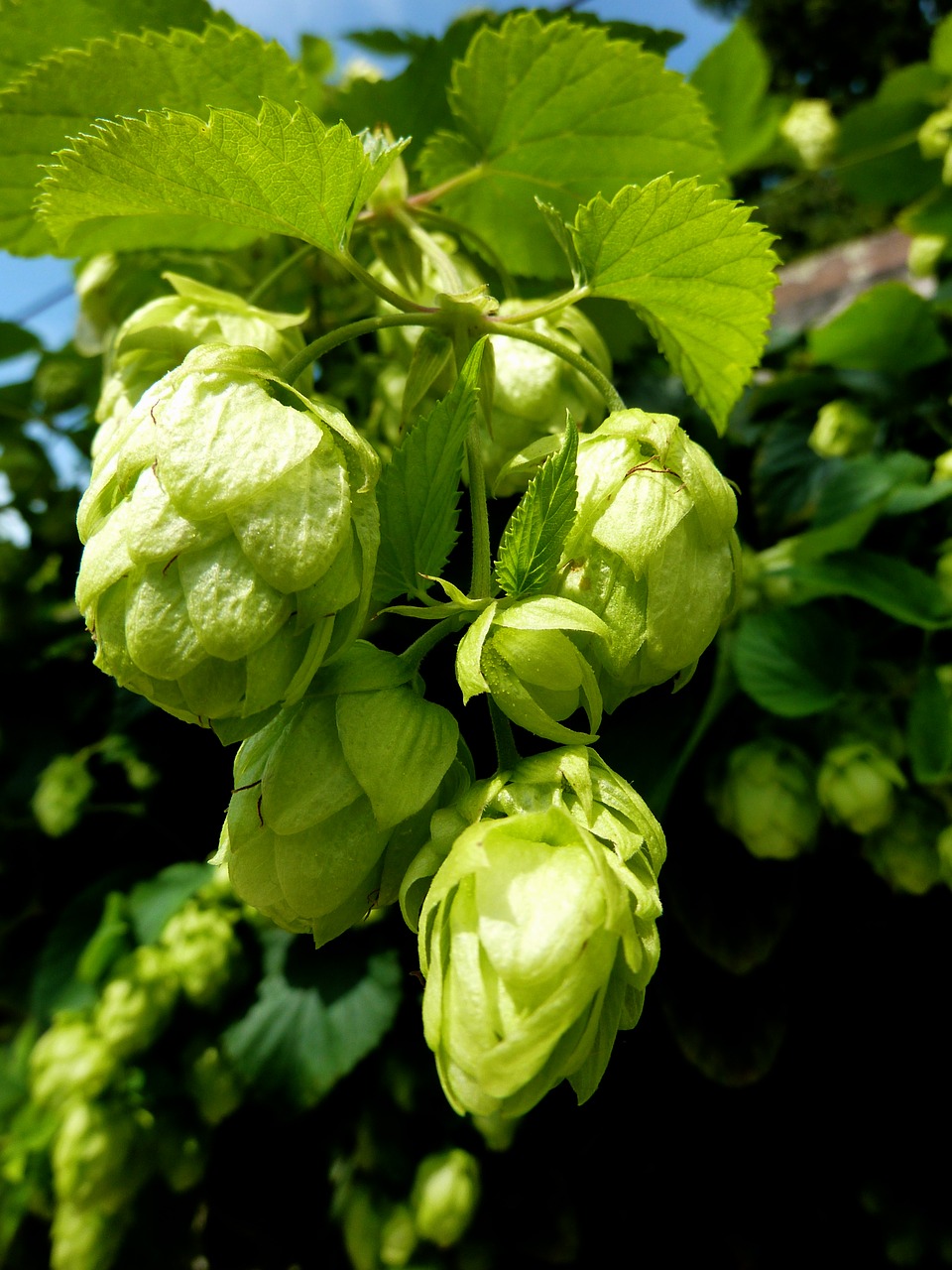 Apyniai, Alus, Žalias, Bavarija, Užvirinti, Umbel, Augalas, Hopfendolde, Apynių Vaisiai, Gamta