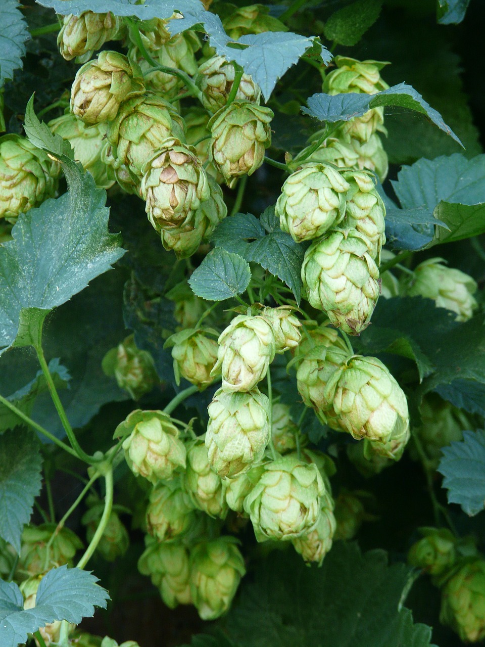 Apyniai, Augalas, Humulus, Apynių Vaisiai, Umbel, Tikrieji Apyniai, Humulus Lupulus, Alaus Alaus Gamyba, Alus, Užvirinti