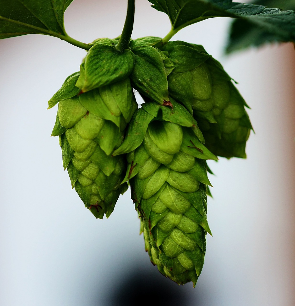 Apyniai, Pumpurai, Alus, Augalas, Lapai, Žalias, Vynmedis, Vasara, Makro, Sodas