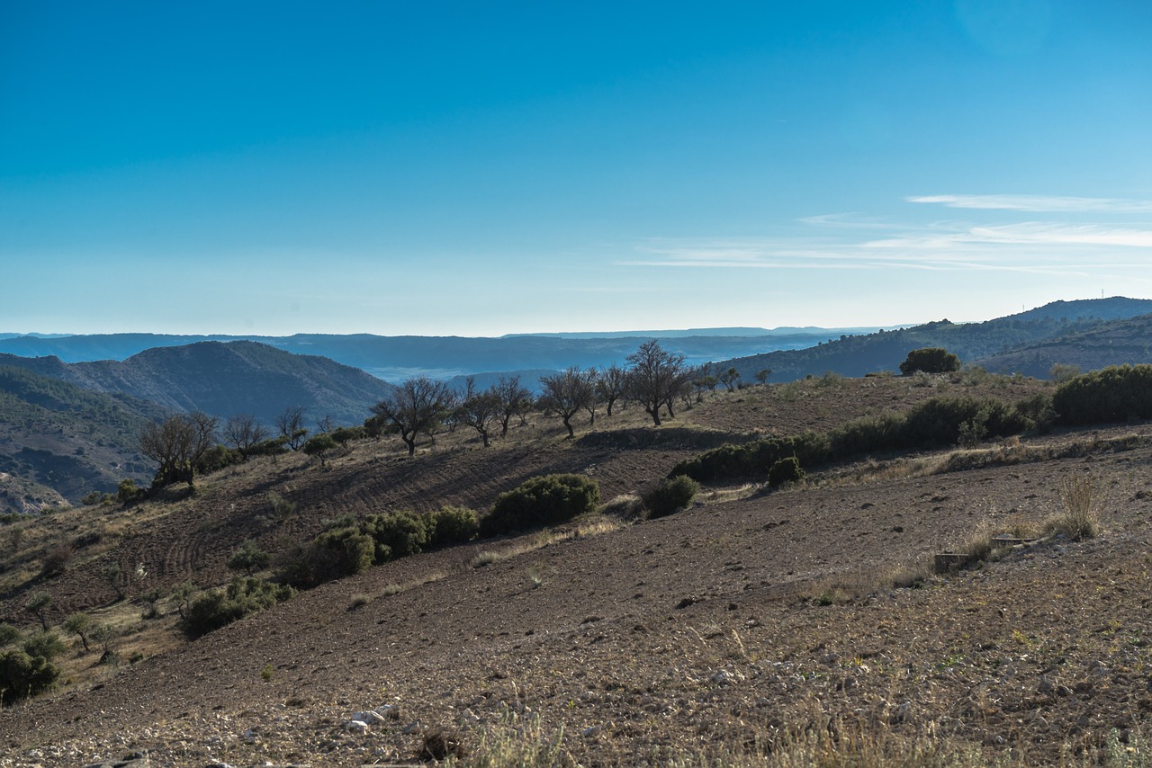 Horizontas, Kraštovaizdis, Plato, Alyvmedžiai, Dangus, Saulė, Debesys, Vaizdas, Panoraminis, Požiūris