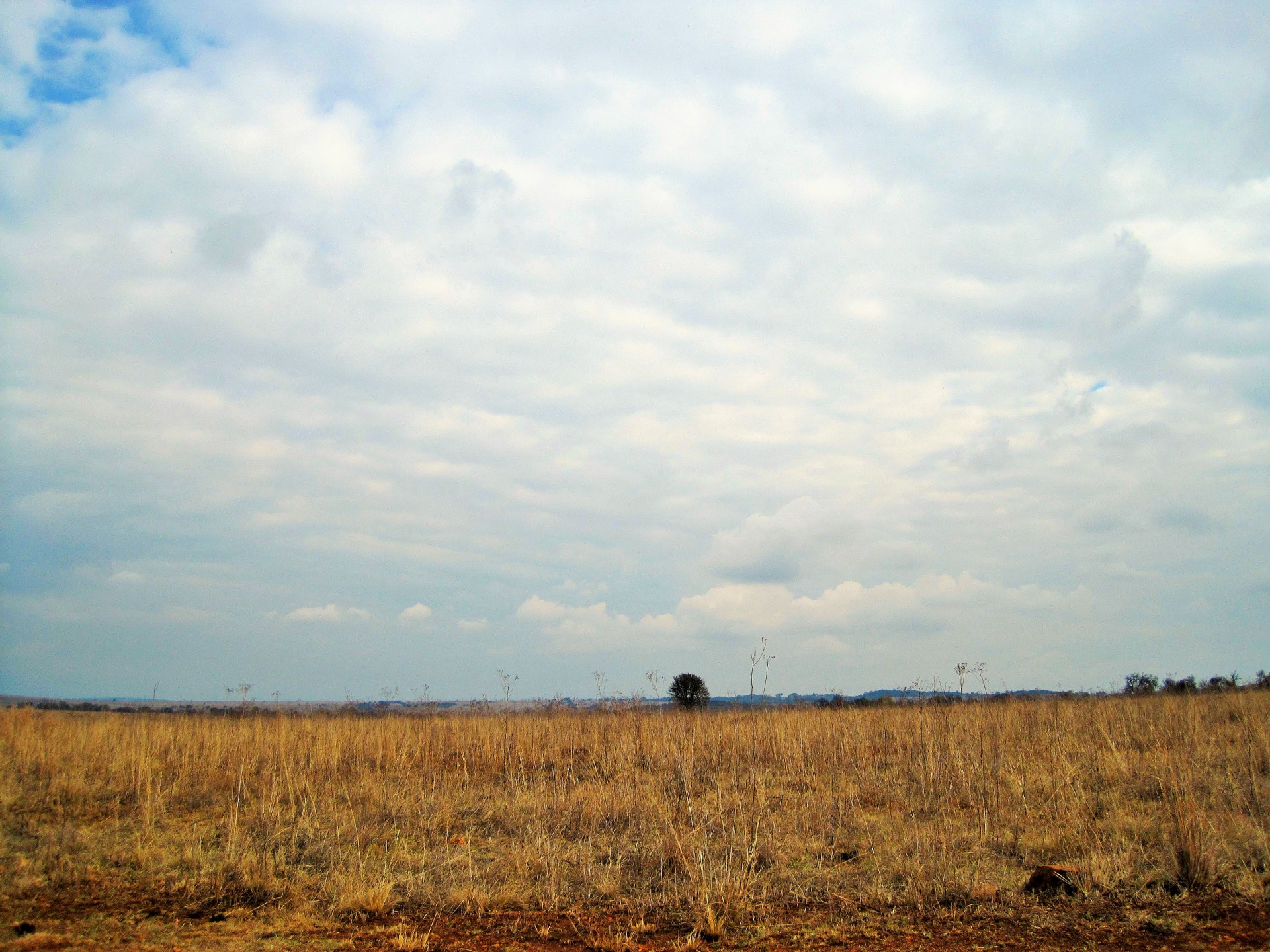 Veld,  Žolė,  Gamta,  Debesys,  Balta,  Horizontas Su Debesimis, Nemokamos Nuotraukos,  Nemokama Licenzija