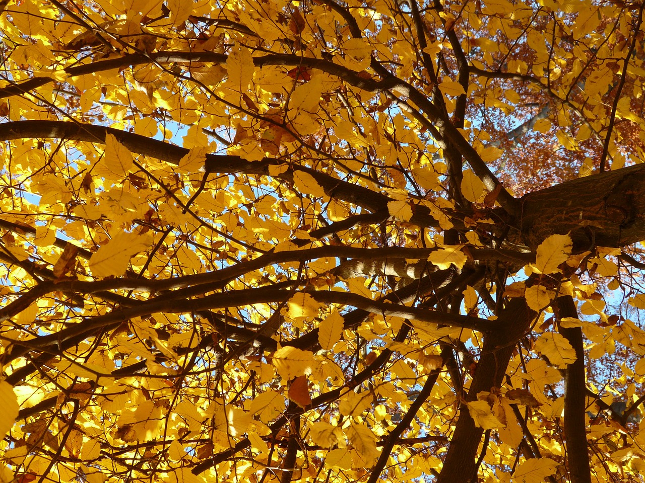 Graužikas, Carpinus Betulus, Baltas Bukas, Beržo Šiltnamio, Betulaceae, Aukso Ruduo, Auksinis Spalio Mėn ., Ruduo, Spalio Mėn, Miškas