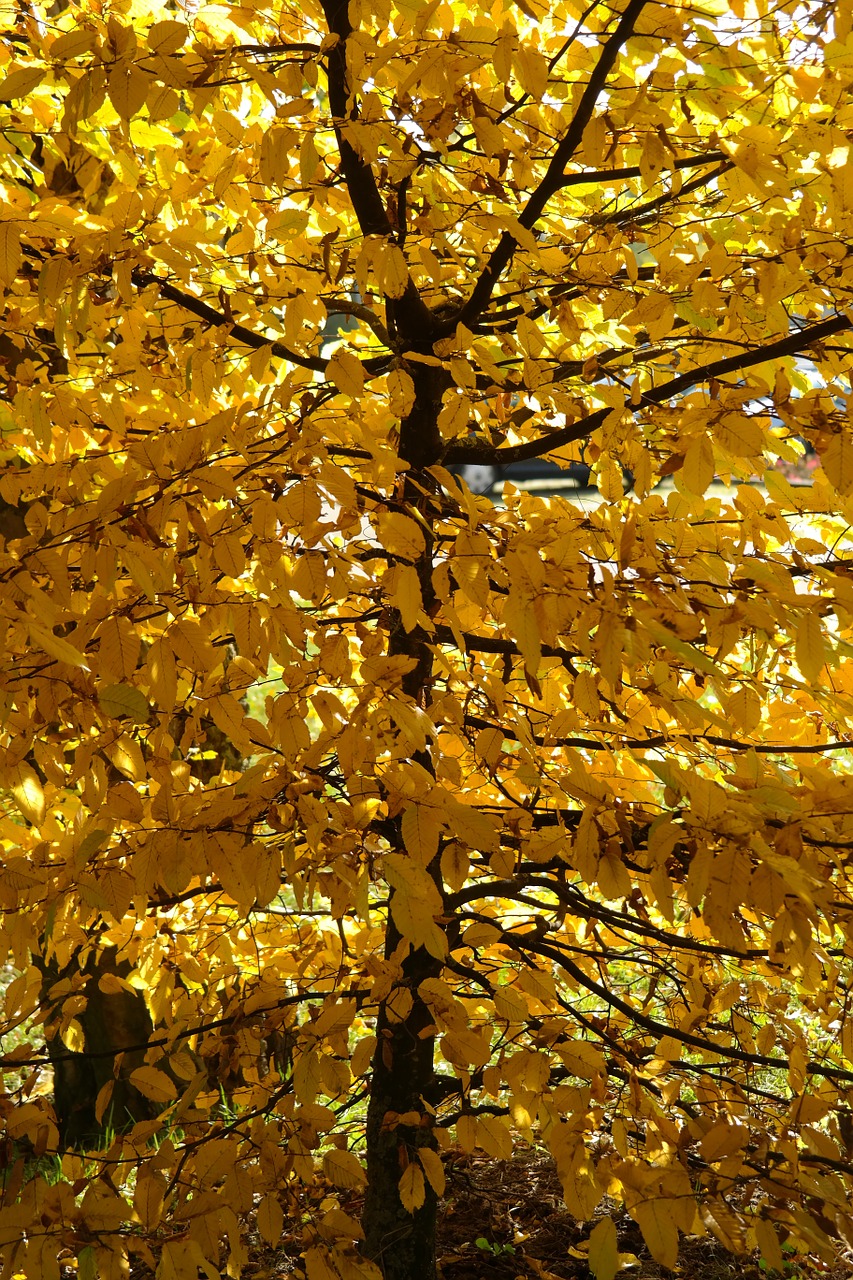 Graužikas, Medis, Ruduo, Lapai, Kritimo Spalva, Geltona, Dažymas, Carpinus Betulus, Baltas Bukas, Rago Medis