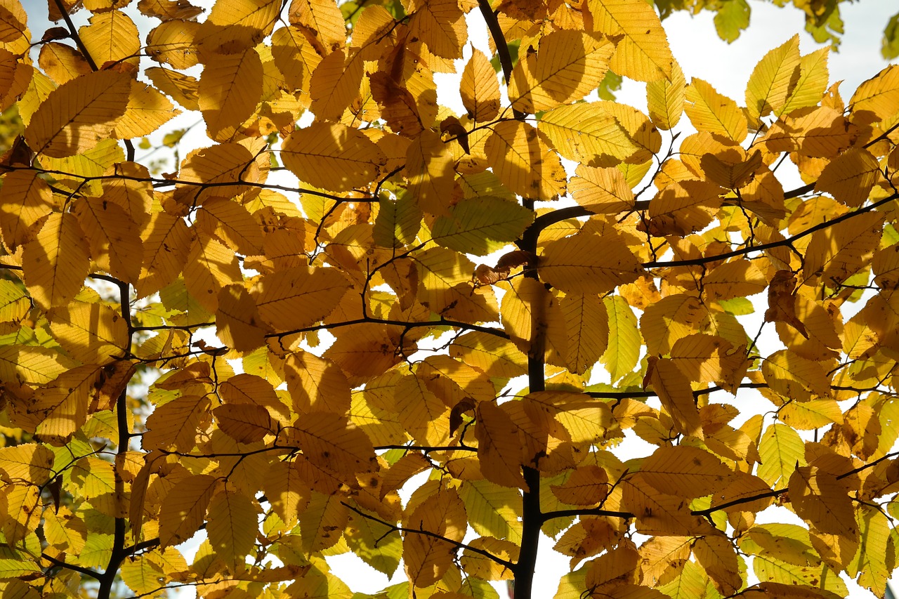 Graužikas, Medis, Ruduo, Lapai, Kritimo Spalva, Geltona, Dažymas, Carpinus Betulus, Baltas Bukas, Rago Medis