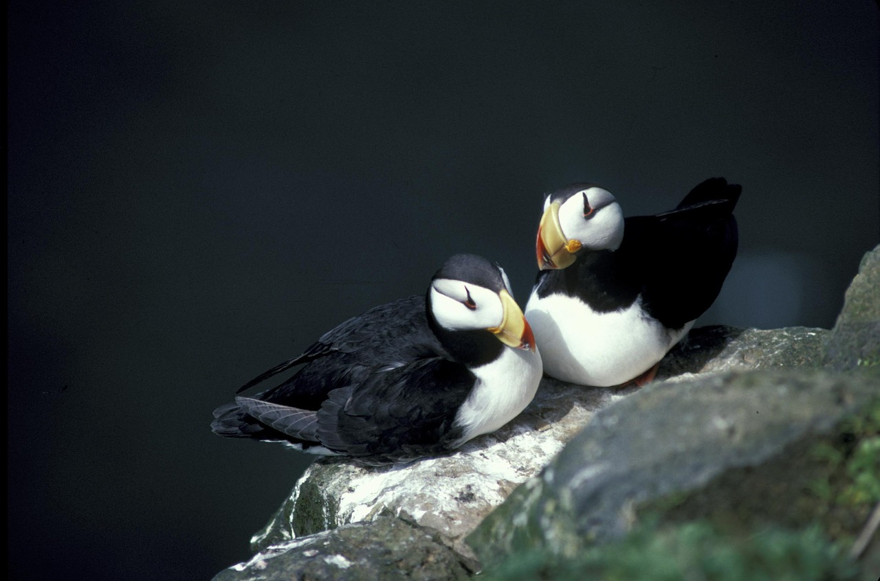 Raguotas Puffin, Jūros Paukštis, Nesting Rock, Sala, Paukštis, Spalvinga, Uolos, Snapas, Nemokamos Nuotraukos,  Nemokama Licenzija