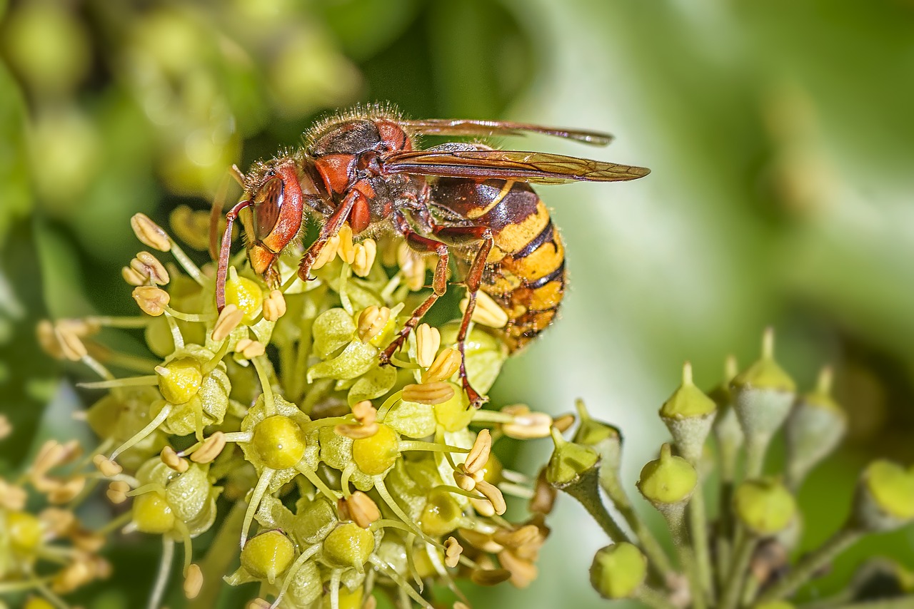 Hornet, Vabzdys, Ivy Gėlė, Makro, Nemokamos Nuotraukos,  Nemokama Licenzija