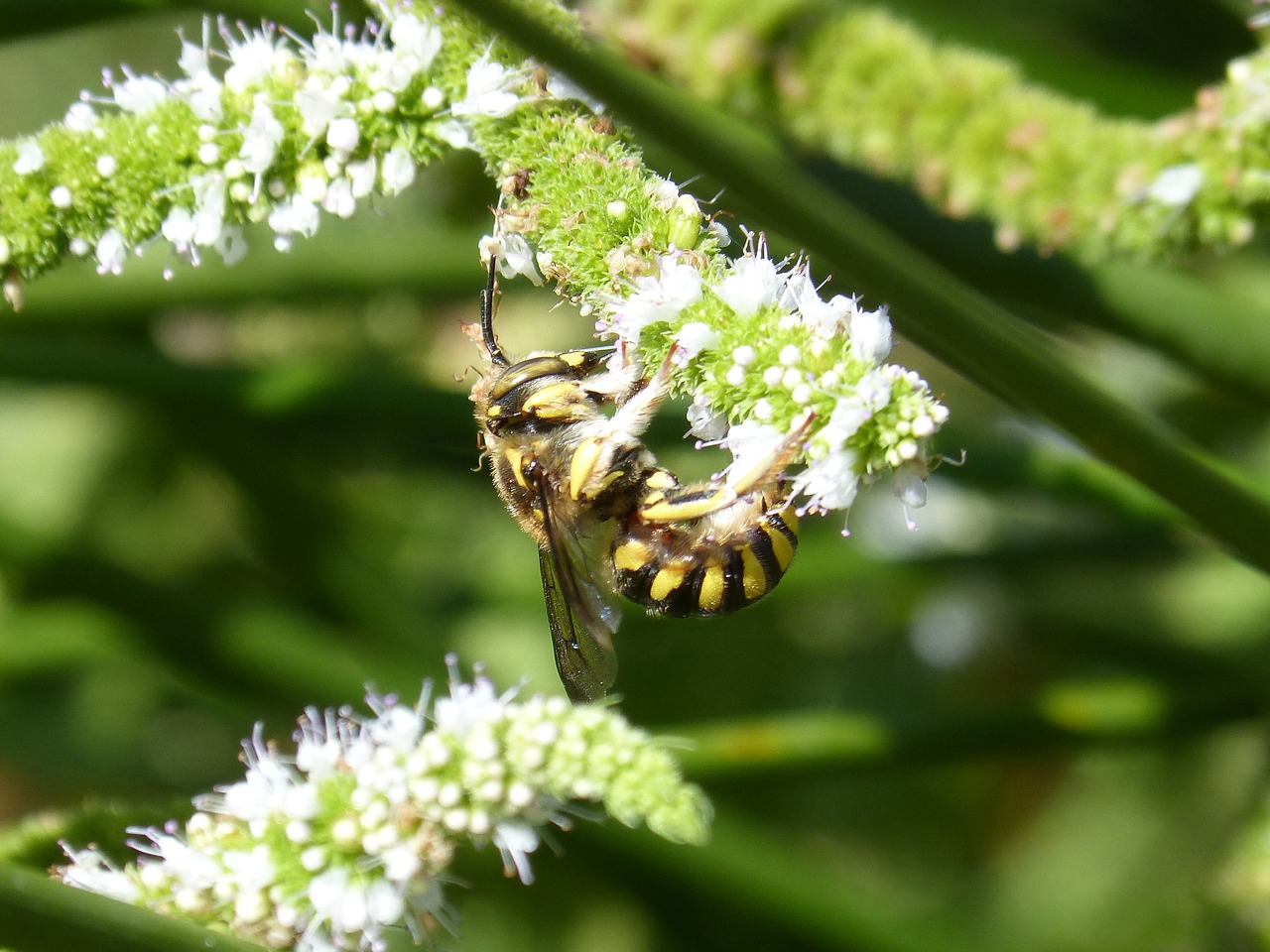 Hornet, Gėlė, Libar, Pelkė, Čiulpti, Nemokamos Nuotraukos,  Nemokama Licenzija